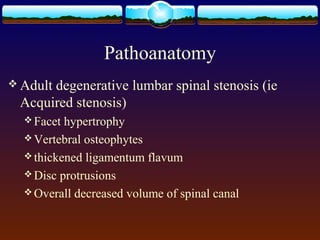 Pathoanatomy
 Adult degenerative lumbar spinal stenosis (ie
Acquired stenosis)
 Facet hypertrophy
 Vertebral osteophytes
 thickened ligamentum flavum
 Disc protrusions
 Overall decreased volume of spinal canal
 