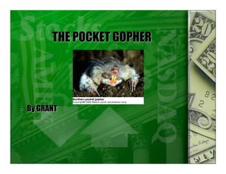 THE POCKET GOPHER




 By GRANT
 