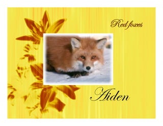 Red foxes




Aiden
 