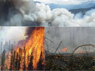 Issues and Solutions for SFM in a Changing Climate in the AP region