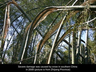 Issues and Solutions for SFM in a Changing Climate in the AP region