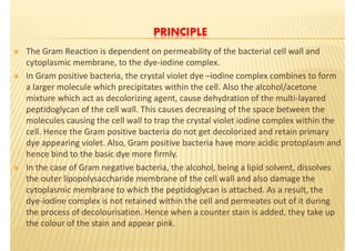 5. Staining techniques (Microbiology) | PDF