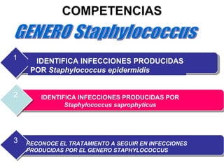 COMPETENCIAS
IDENTIFICA INFECCIONES PRODUCIDAS
POR Staphylococcus epidermidis
1
IDENTIFICA INFECCIONES PRODUCIDAS POR
Staphylococcus saprophyticus
2
3 RECONOCE EL TRATAMIENTO A SEGUIR EN INFECCIONES
PRODUCIDAS POR EL GENERO STAPHYLOCOCCUS
 