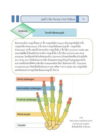 โครงสร้างมือของมนุษย์
มือประกอบด้วย กระดูกทั้งหมด 27 ชิ้น กระดูกข้อมือ (Carpus) เป็นกระดูกข้อมือมี 8 ชิ้น
กระดูกฝ่ามือ (Metacarpus) 5 ชิ้น ต่อจากกระดูกข้อมือและกระดูกนิ้ว กระดูกนิ้วมือ
(Phalanges) 14 ชิ้น แต่ละนิ้วประกอบด้วย กระดูกนิ้วมือ 3 ชิ้น ได้แก่ proximal middle และ
distal ยกเว้น นิ้วหัวแม่มือประกอบด้วย กระดูกนิ้วมือ 2 ชิ้น ได้แก่ proximal และ distal
phalanges โดยเชื่อมต่อกันด้วยข้อต่อและเอ็น (Ligaments) ลักษณะข้อต่อที่พบบริเวณมือคือ
แบบ Hinge joint เป็นข้อต่อแบบบานพับ ลักษณะของกระดูกเป็นรูปเว้าและรูปนูนมาต่อกัน
สามารถเคลื่อนไหวได้ทิศทางเดียวคือการงอและเหยียด ได้แก่ ข้อต่อระหว่างนิ้ว Ellipsoidal
(condyloid) joint ข้อต่อนี้เคลื่อนไหวแบบการงอ เหยียด การกาง และหุบ เช่น กระดูกข้อมือ
และข้อต่อระหว่างกระดูกข้อฝ่ามือและกระดูกนิ้ว ดังภาพ
Science
ภาพ
http://www.clipartkid.com/h
and-fracture-cliparts/
สืบค้นเมื่อวันที่ 10 มีนาคม
เล่มที่ 5 เรื่อง กิจกรรม STEM กับมือกล 16.
 