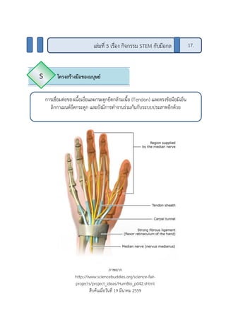 โครงสร้างมือของมนุษย์S
การเชื่อมต่อของเนื้อเยื่อและกระดูกยึดกล้ามเนื้อ (Tendon) และตรงข้อมือมีเอ็น
ลิกกาเมนต์ยึดกระดูก และยังมีการทางานร่วมกันกับระบบประสาทอีกด้วย
เล่มที่ 5 เรื่อง กิจกรรม STEM กับมือกล 17.
ภาพจาก
http://www.sciencebuddies.org/science-fair-
projects/project_ideas/HumBio_p042.shtml
สืบค้นเมื่อวันที่ 19 มีนาคม 2559
 