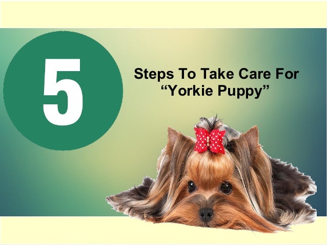 yorkie puppy care