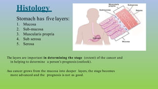 Histology
Stomach has five layers:
1. Mucosa
2. Sub-mucosa
3. Muscularis propria
4. Sub serosa
5. Serosa
The layers are important in determining the stage (extent) of the cancer and
in helping to determine a person’s prognosis (outlook).
Asa cancer grows from the mucosa into deeper layers, the stage becomes
more advanced and the prognosis is not as good.
 