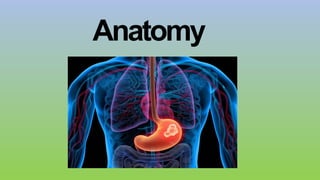 Anatomy
 