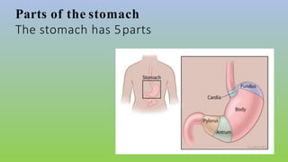 Parts of the stomach
The stomach has 5parts
 