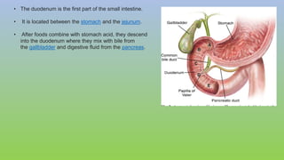 • The duodenum is the first part of the small intestine.
• It is located between the stomach and the jejunum.
• After foods combine with stomach acid, they descend
into the duodenum where they mix with bile from
the gallbladder and digestive fluid from the pancreas.
 