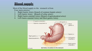 Blood supply
Most of the blood supply to the stomach is from
Four main arteries:
1. Right Gastric Artery (branch of common hepatic artery)
2. Left Gastric Artery (Branch of celiac artery)
3. Right Gastro-omental Artery (Branch of gastroduodenal artery)
4. Left Gastro-omental Artery and Short gastric Artery
 