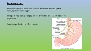 In- nervation:
The stomach receives innervation from the autonomic nervous system
Parasympathetic nerve supply
Sympathetic nerve supply arises from the T6-T9 spinal cord
segments
Parasympathetic via the vagus.
 
