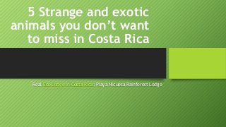 5 Strange and exotic
animals you don’t want
to miss in Costa Rica

Real Eco Lodge in Costa Rica: Playa Nicuesa Rainforest Lodge

 