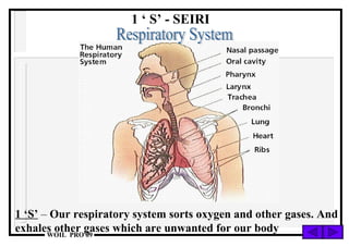 Respiratory System 1 ‘S’  –  Our respiratory system sorts oxygen and other gases. And exhales other gases which are unwanted for our body 1 ‘ S’ - SEIRI 