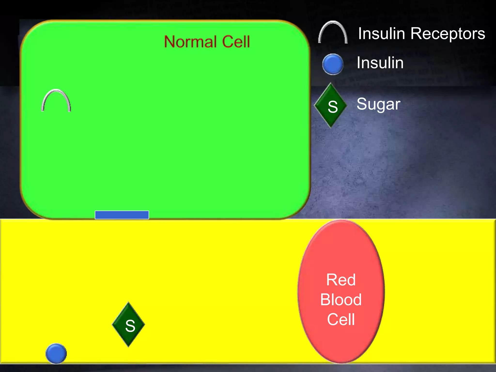 Red
Blood
CellS
Insulin Receptors
Insulin
S Sugar
 