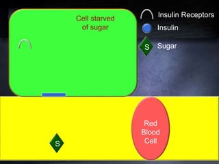 Red
Blood
CellS
Insulin Receptors
Insulin
S Sugar
 