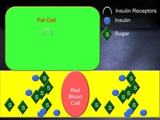 S
Fat Cell
S
S
S
S
S
S
Insulin Receptors
Insulin
S Sugar
Red
Blood
CellS
S
S
S
S
S
S
 
