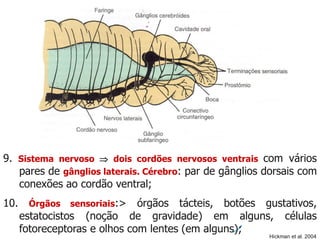 9. Sistema nervoso  dois cordões nervosos ventrais com vários
pares de gânglios laterais. Cérebro: par de gânglios dorsais com
conexões ao cordão ventral;
10. Órgãos sensoriais:> órgãos tácteis, botões gustativos,
estatocistos (noção de gravidade) em alguns, células
fotoreceptoras e olhos com lentes (em alguns);
Hickman et al. 2004
 