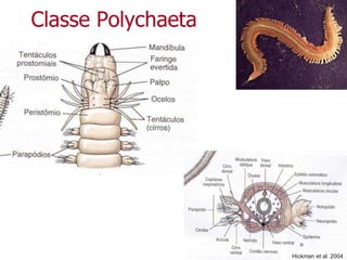 Classe Polychaeta
Hickman et al. 2004
 