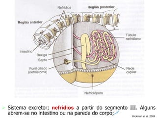  Sistema excretor; nefrídios a partir do segmento III. Alguns
abrem-se no intestino ou na parede do corpo; Hickman et al. 2004
 