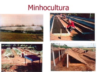 Minhocultura
Martinez 1998
 