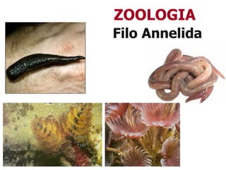 ZOOLOGIA
Filo Annelida
 