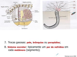 7. Trocas gasosas: pele, brânquias ou parapódios;
8. Sistema excretor: tipicamente um par de nefrídios em
cada metâmero (segmento);
Hickman et al. 2004
 
