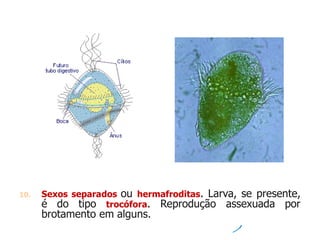 10. Sexos separados ou hermafroditas. Larva, se presente,
é do tipo trocófora. Reprodução assexuada por
brotamento em alguns.
 