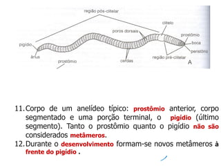11.Corpo de um anelídeo típico: prostômio anterior, corpo
segmentado e uma porção terminal, o pigídio (último
segmento). Tanto o prostômio quanto o pigídio não são
considerados metâmeros.
12.Durante o desenvolvimento formam-se novos metâmeros à
frente do pigídio .
 