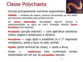 Classe Polychaeta
 Vermes principalmente marinhos segmentados.
 Hábitat  embaixo de pedras, buracos temporários ou em tubos
permanentes secretados pelo próprio animal.
 Os sexos separados, fecundação externa (óvulos e
espermatozóides na água do mar). Evolução indireta (larva
trocófora livre-natante);
 Prostômio (porção anterior)  com apêndices sensitivos
(olhos, palpos e tentáculos) e cérebro;
 Peristômio  Logo após o prostômio (é o 1° segmento
verdadeiro), porta a boca no lado ventral;
 Pigídio (parte terminal do corpo)  porta o ânus;
 Corpo  metâmeros com numerosas cerdas
implantadas em um par de parapódios laterais;
45 cm
 
