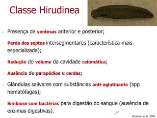  Presença de ventosas anterior e posterior;
 Perda dos septos intersegmentares (característica mais
especializada);
 Redução do volume da cavidade celomática;
 Ausência de parapódios e cerdas;
 Glândulas salivares com substâncias anti-aglutinante (spp
hematófagas);
 Simbiose com bactérias para digestão do sangue (ausência de
enzimas digestivas).
Classe Hirudinea
Hickman et al. 2004
 