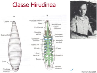 Classe Hirudinea
Hickman et al. 2004
 