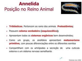 Annelida
Posição no Reino Animal
 Triblásticos. Pertencem ao ramo dos animais Protostômios;
 Possuem celoma verdadeiro (esquizocélico);
 Apresentam todos os sistemas orgânicos bem desenvolvidos;
 Como um grupo, os anelídeos apresentam metamerismo
primitivo, com poucas diferenciações entre os diferentes somitos
 Compartilham com os artrópodes a secreção de uma cuticula
externa e um sistema nervoso semelhante
Hickman et al. 2004
 