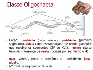Classe Oligochaeta
 Corpo: prostômio (parte anterior), peristômio (primeiro
segmento), clitelo (anel esbranquiçado de tecido glandular
que recobre os segmentos XIV ao XVI), pigídio (parte
terminal). Presença de cerdas (poucas por segmento ~ 4)
 Boca: ventral, entre o prostômio e peristômio. Ânus:
pigídio;
 N° total de segmentos: 88 a 97.
 