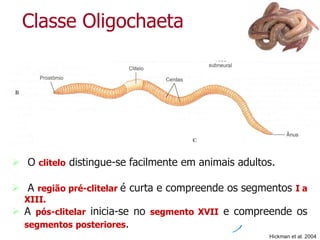 Classe Oligochaeta
 O clitelo distingue-se facilmente em animais adultos.
 A região pré-clitelar é curta e compreende os segmentos I a
XIII.
 A pós-clitelar inicia-se no segmento XVII e compreende os
segmentos posteriores.
Hickman et al. 2004
 