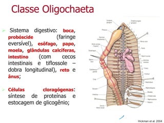 Classe Oligochaeta
 Sistema digestivo: boca,
probóscide (faringe
eversível), esôfago, papo,
moela, glândulas calcíferas,
intestino (com cecos
intestinais e tiflossole –
dobra longitudinal), reto e
ânus;
 Células cloragógenas:
síntese de proteínas e
estocagem de glicogênio;
Hickman et al. 2004
 