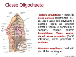 Classe Oligochaeta
 Sistema circulatório: 4 pares de
arcos aórticos (segmentos VII,
IX, XII e XIII) que envolvem o
esôfago (ligam os sistemas
dorsal e ventral e bombeiam o
sangue), sangue contém
hemoglobina. Vasos ventral,
dorsal, vasos acessórios (dorso
intestinais, dorso parietais) e
capilares.
 Glândulas sangüíneas: produção
de células do sangue;
Hickman et al. 2004
 