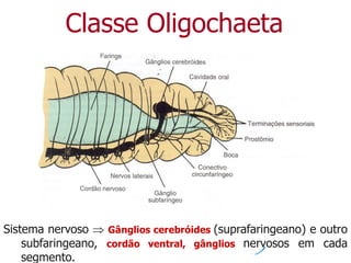 Classe Oligochaeta
Sistema nervoso  Gânglios cerebróides (suprafaringeano) e outro
subfaringeano, cordão ventral, gânglios nervosos em cada
segmento.
 