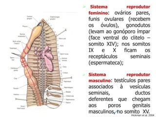  Sistema reprodutor
feminino: ovários pares,
funis ovulares (recebem
os óvulos), gonodutos
(levam ao gonóporo ímpar
(face ventral do clitelo –
somito XIV); nos somitos
IX e X ficam os
receptáculos seminais
(espermateca);
 Sistema reprodutor
masculino: testículos pares
associados à vesículas
seminais, ductos
deferentes que chegam
aos poros genitais
masculinos, no somito XV.
Hickman et al. 2004
 