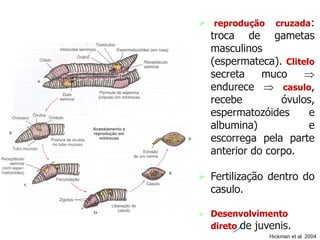  reprodução cruzada:
troca de gametas
masculinos
(espermateca). Clitelo
secreta muco 
endurece  casulo,
recebe óvulos,
espermatozóides e
albumina) e
escorrega pela parte
anterior do corpo.
 Fertilização dentro do
casulo.
 Desenvolvimento
direto de juvenis.
Hickman et al. 2004
 