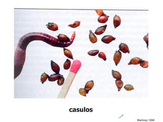 casulos
Martinez 1998
 