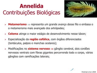 Annelida
Contribuições Biológicas
 Metamerismo  representa um grande avanço desse filo e embasa o
o metamerismo mais avançado dos artrópodes;
 Celoma atinge o maior estágio de desenvolvimento nesse táxon;
 Especialização da região cefálica, com órgãos diferenciados
(tentáculos, palpos e manchas ocelares);
 Modificações no sistema nervoso  gânglio cerebral, dois cordões
nervosos ventrais com fibras gigantes percorrendo todo o corpo, vários
gânglios com ramificações laterais;
Hickman et al. 2004
 