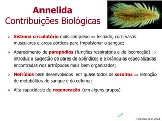 Annelida
Contribuições Biológicas
 Sistema circulatório mais complexo  fechado, com vasos
musculares e arcos aórticos para impulsionar o sangue;
 Aparecimento de parapódios (funções respiratória e de locomoção) 
introduz a sugestão de pares de apêndices e e brânquias especializadas
encontradas nos artrópodes mais bem organizados;
 Nefrídios bem desenvolvidos em quase todos os somitos  remoção
de metabólitos do sangue e do celoma;
 Alta capacidade de regeneração (em alguns grupos)
Hickman et al. 2004
 