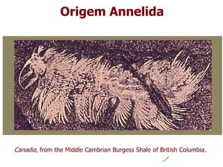 Origem Annelida
Canadia, from the Middle Cambrian Burgess Shale of British Columbia.
 