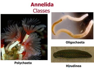 Annelida
Classes
Hirudinea
Polychaeta
Oligochaeta
 