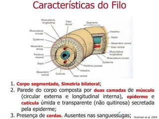 1. Corpo segmentado, Simetria bilateral;
2. Parede do corpo composta por duas camadas de músculo
(circular externa e longitudinal interna), epiderme e
cutícula úmida e transparente (não quitinosa) secretada
pela epiderme;
3. Presença de cerdas. Ausentes nas sanguessugas;
Características do Filo
Hickman et al. 2004
 