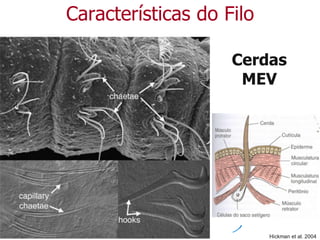 Cerdas
MEV
Características do Filo
Hickman et al. 2004
 