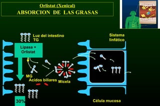 Orlistat (Xenical)
ABSORCION DE LAS GRASAS
AG
MG
Lipasa +
Orlistat
TG
MicelaAcidos biliares
MG
Luz del intestino
Célula mucosa
Sistema
linfático
30%
 