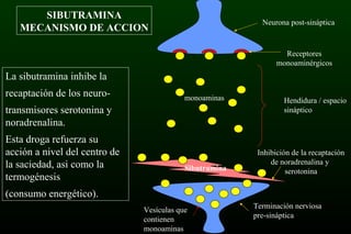 Terminación nerviosa
pre-sináptica
Neurona post-sináptica
Receptores
monoaminérgicos
Hendidura / espacio
sináptico
Inhibición de la recaptación
de noradrenalina y
serotonina
monoaminas
Sibutramina
Vesículas que
contienen
monoaminas
SIBUTRAMINA
MECANISMO DE ACCION
La sibutramina inhibe la
recaptación de los neuro-
transmisores serotonina y
noradrenalina.
Esta droga refuerza su
acción a nivel del centro de
la saciedad, asi como la
termogénesis
(consumo energético).
 