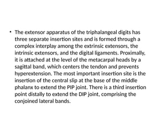 5’ Talk On Extensor Tendon Injuries Repair.pptx